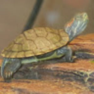 Meet your Posher, Moises